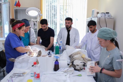 ADAU-da sahibsiz heyvanlarla bağlı növbəti aksiya keçirilib - FOTO