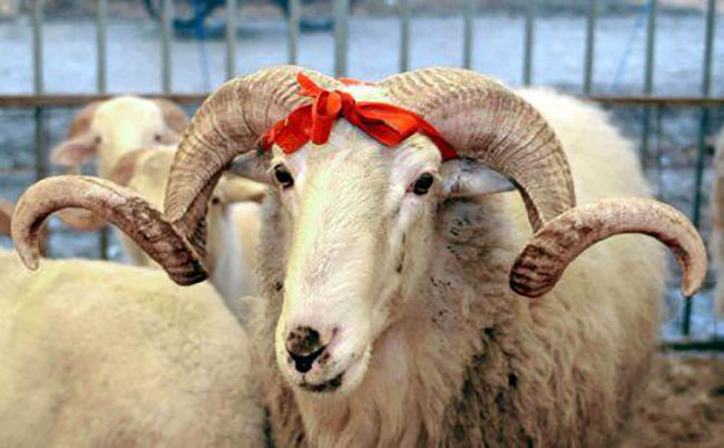 Azərbaycanda Qurban bayramı qeyd olunur