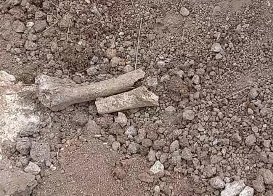 Laçının Hoçaz kəndində insan skeleti qalıqları tapılıb