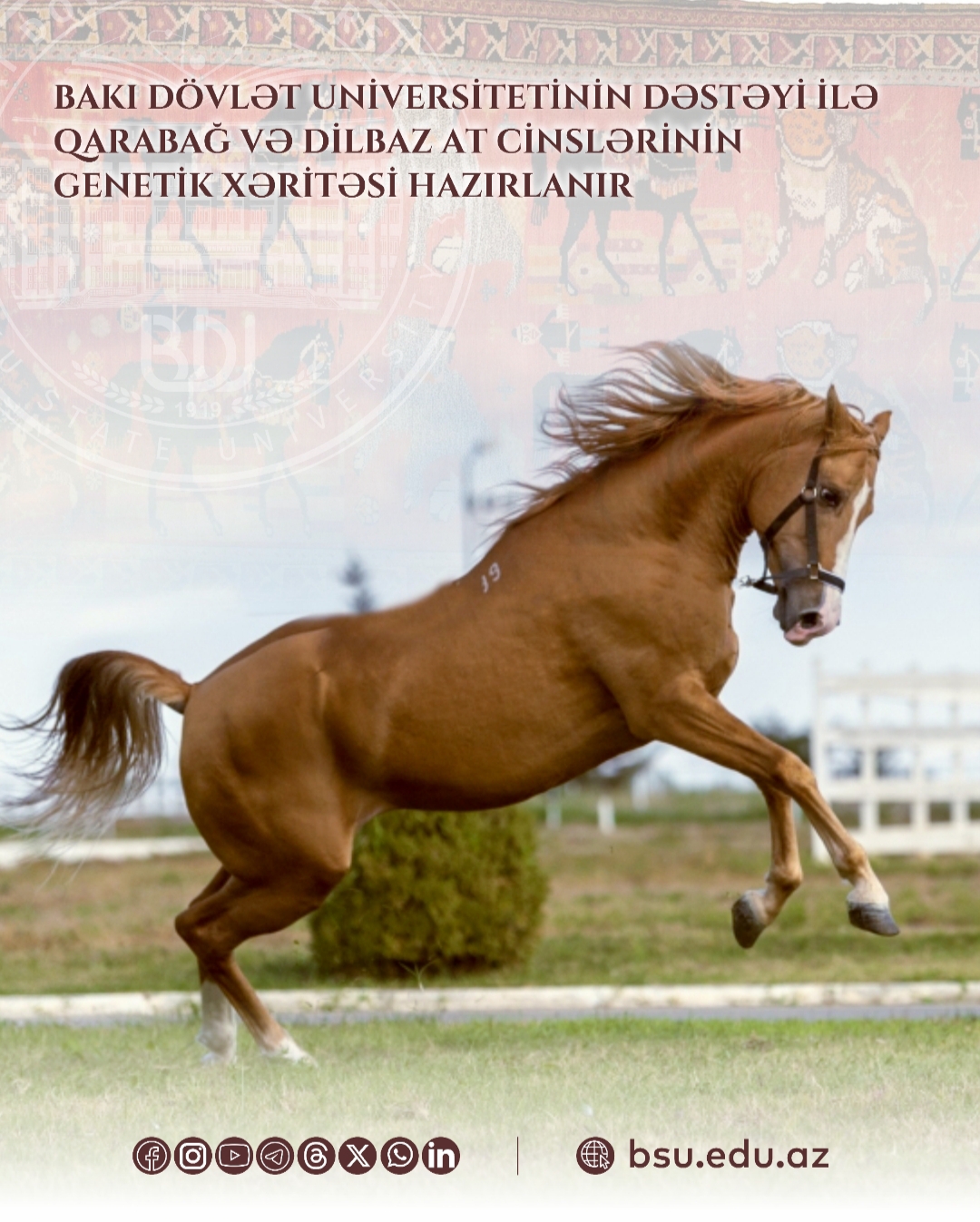 BDU-nun dəstəyi ilə Qarabağ və Dilbaz at cinslərinin genetik xəritəsi hazırlanır
