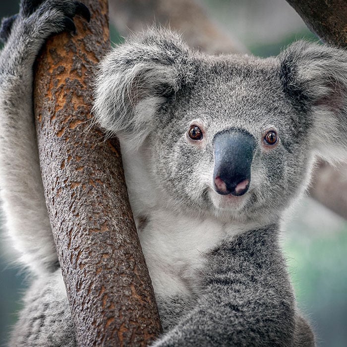 Koalalar: Avstraliyanın yuxu həvəskarları