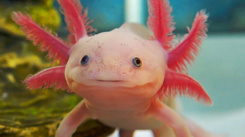 Axolotllar populyarlaşır, amma vəhşi təbiətdə təhlükə altındadır