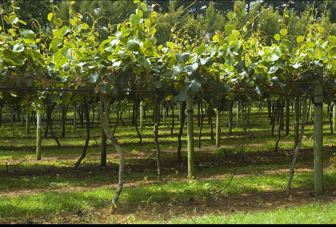 Kivinin maraqlı tarixi araşdırıldı