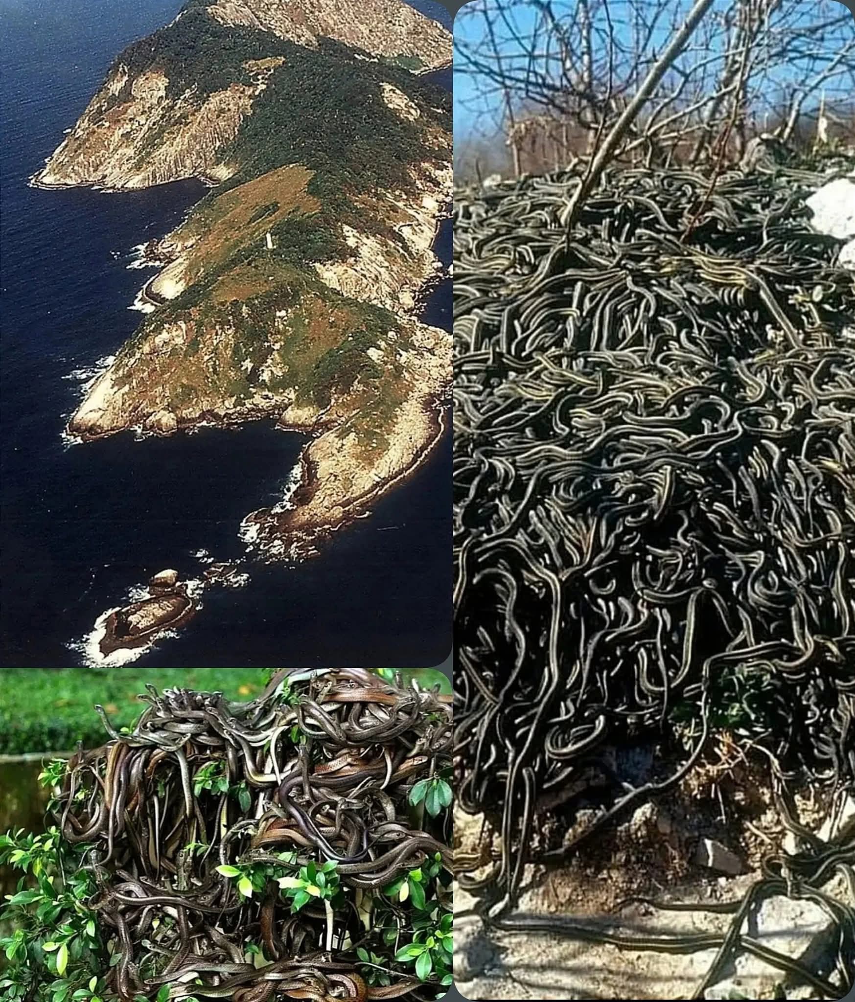 Braziliyanın “İlanlar adası”: dünyanın ən təhlükəli adası