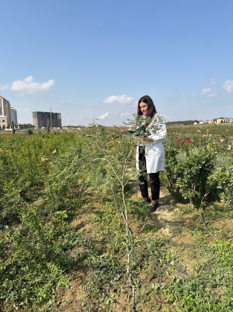 Dendrologiya İnstitutunun əməkdaşları Saray təcrübə sahəsində tədqiqat aparıblar - FOTO