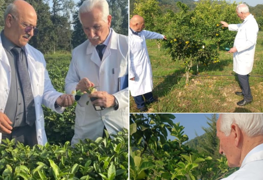 Dendrologiya İnstitutu iqlim dəyişmələrinin çay və sitrus bitkilərinə təsirini araşdırır