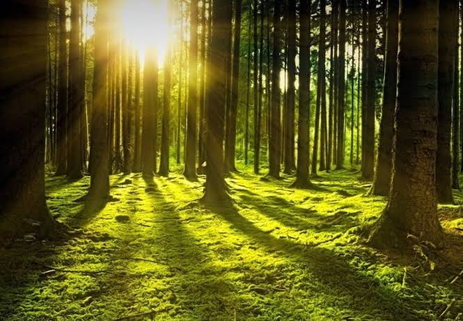Təbiətin səssiz dili: niyə ağaclar arasında özümüzü daha rahat hiss edirik