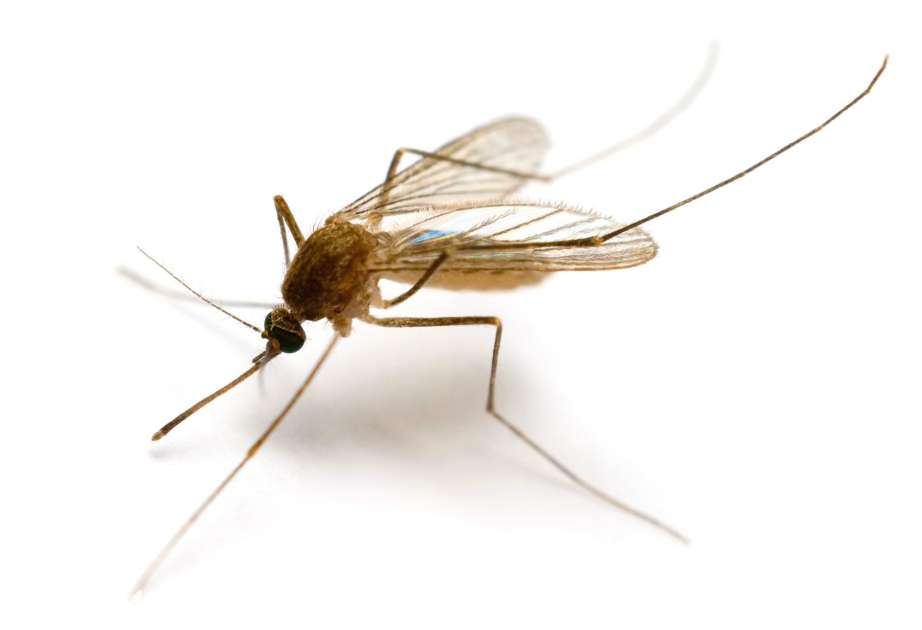 İslandiyada ilk dəfə ağcaqanadlar aşkar olunub