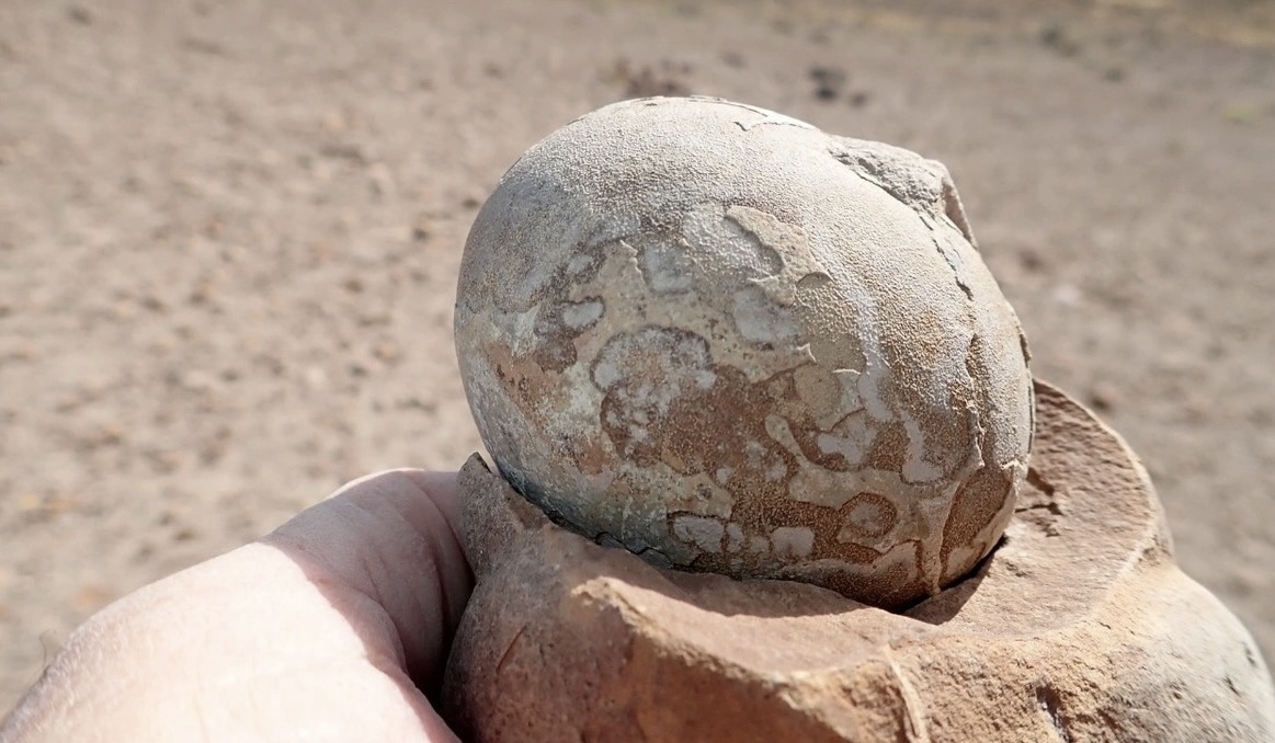 70 milyon yaşı olan mükəmməl qorunmuş dinozavr yumurtası tapılıb