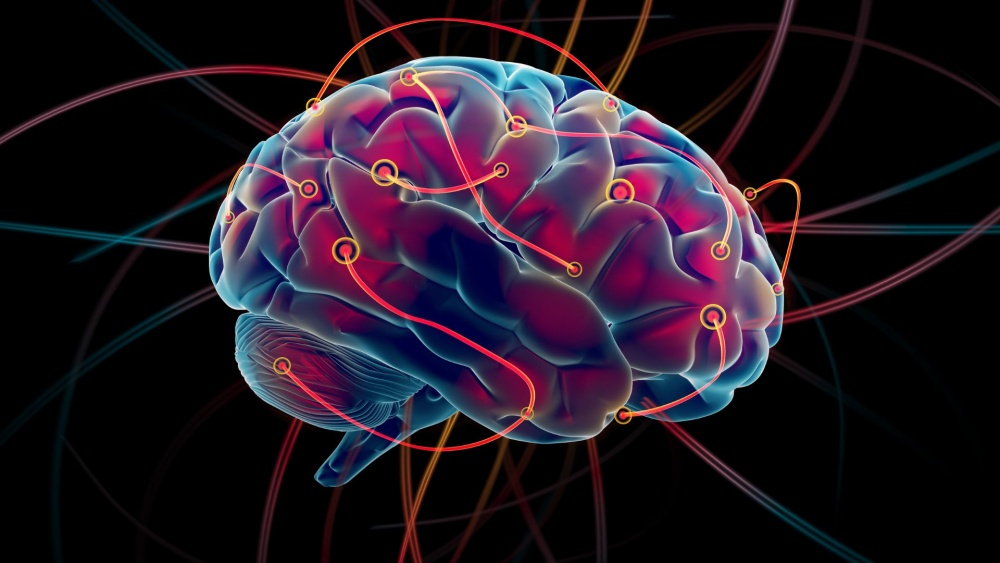 Beynin vərdiş yaratma mexanizmi və insan davranışına təsiri