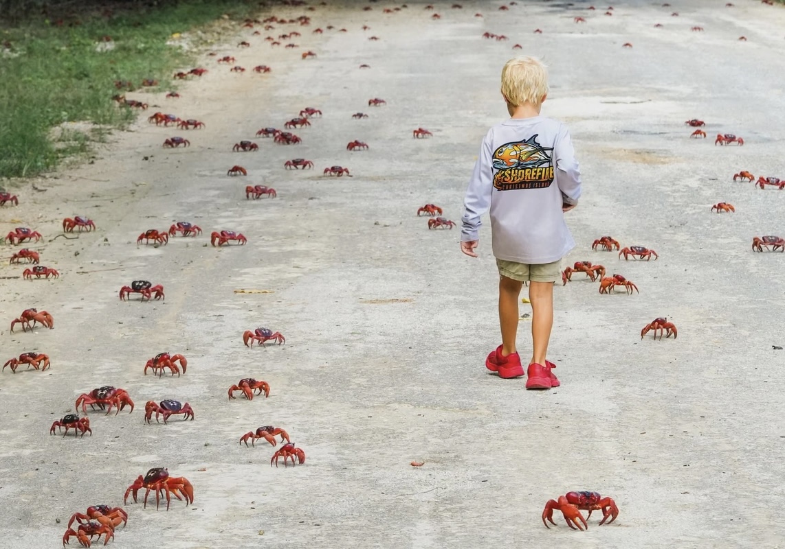 Avstraliyadan MARAQLI GÖRÜNTÜLƏR: Milyonlarla qırmızı xərçəngin köçü başladı