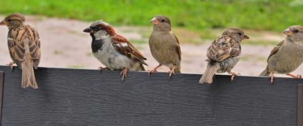 Sərçələr niyə yoxa çıxır