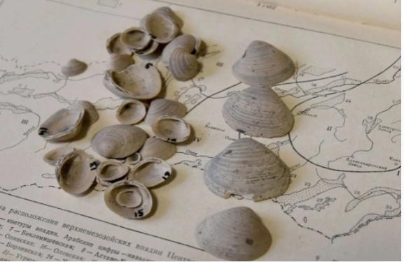 Alimlər qədim molyuskların yeni növünü tapdılar