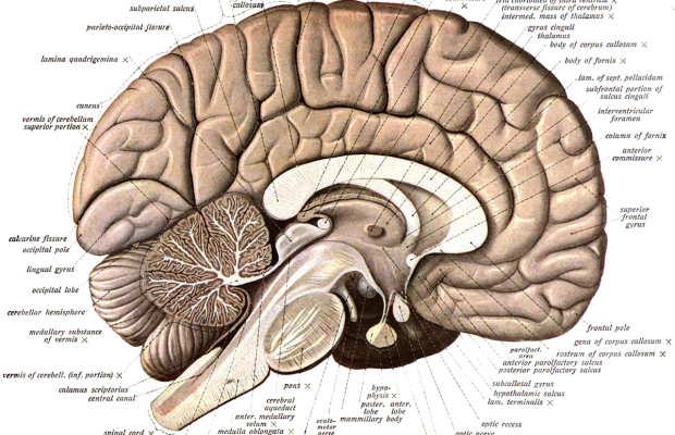 Alimlər beyin atlası tərtib etdilər