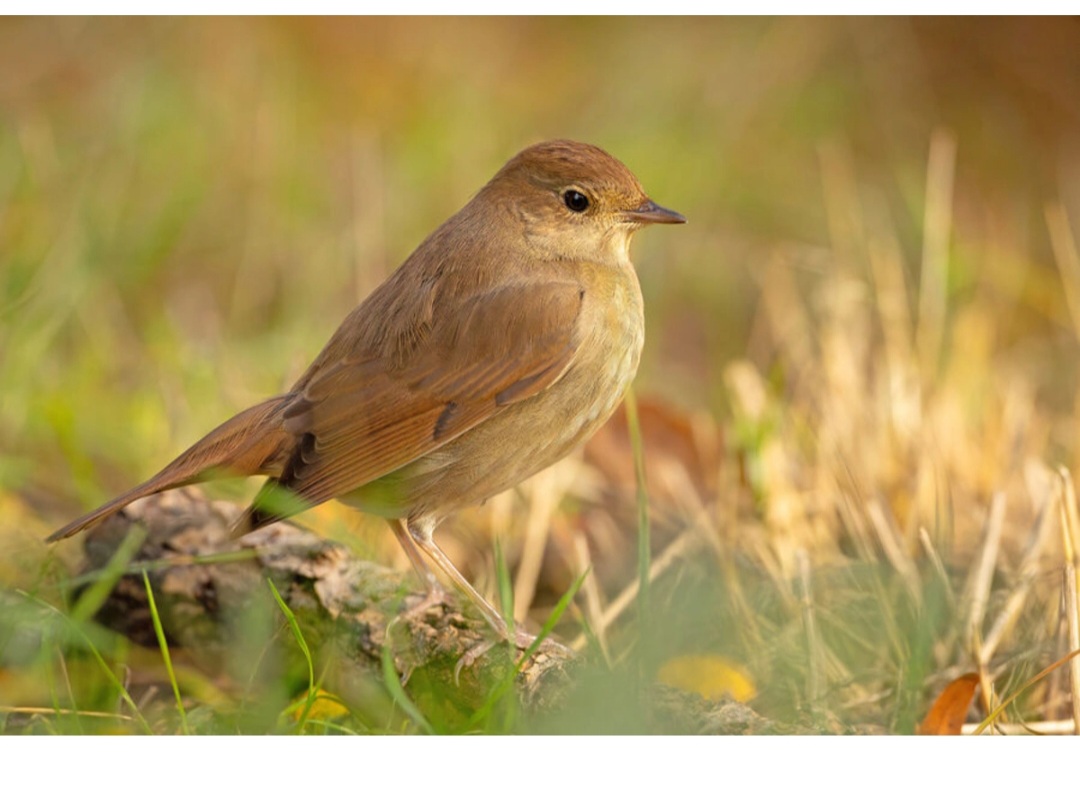 Depressiyanın dərmansız müalicəsinin gözlənilməz vasitəsi açıqlanıb