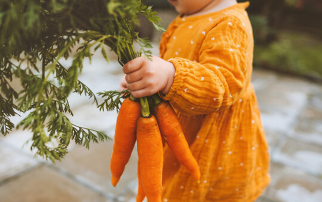 Hər gün yerkökü yemənin faydaları bunlardır