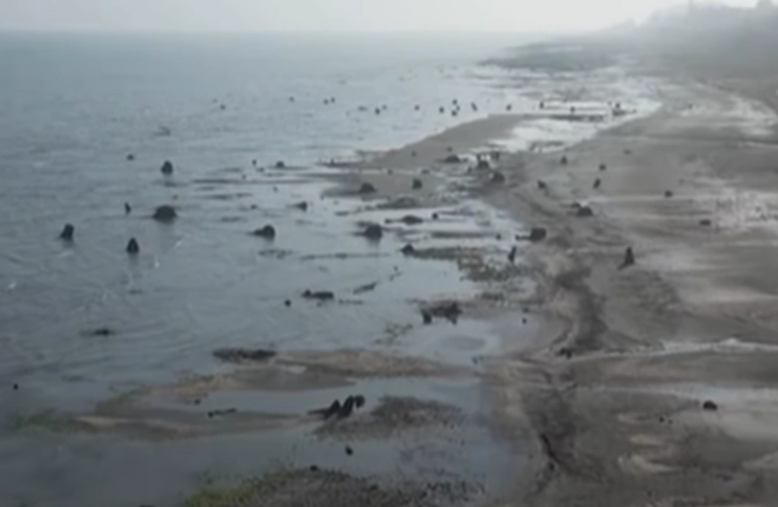 Xəzər çəkildikcə mistik tapıntılar çoxalır: Qədim meşənin qalıqları aşkar edilib