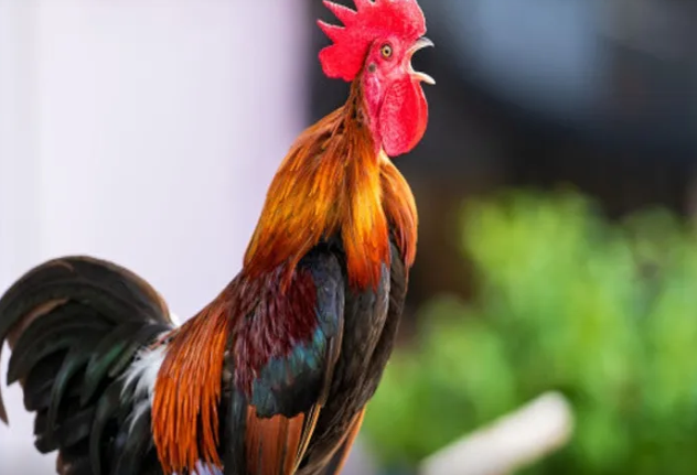 Xoruzların səhər banlamasının səbəbi budur