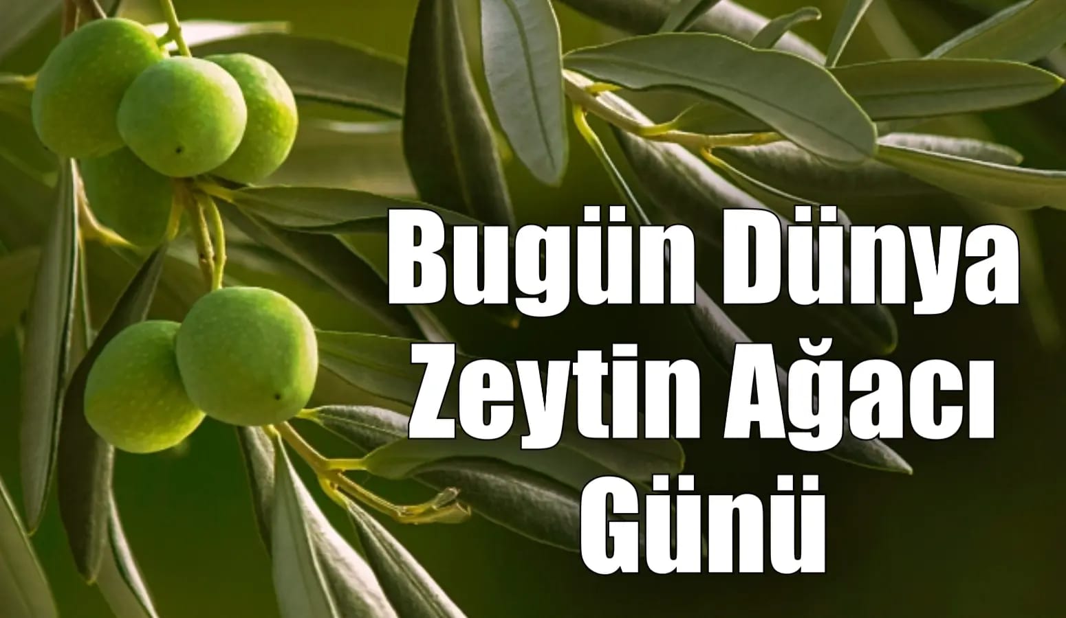Dünya Zeytun Ağacı Günü qeyd olunur