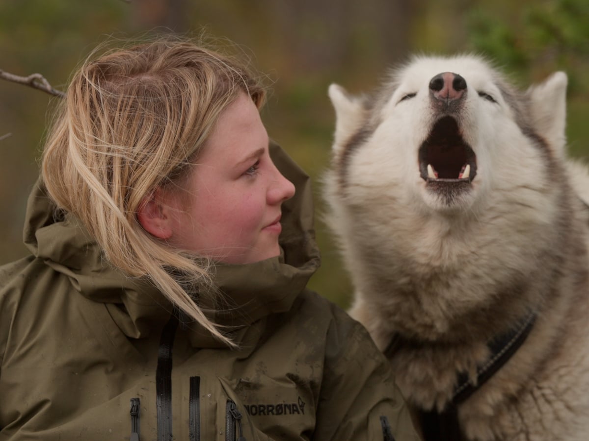“Alov, it və ulduzlu səma”: Arktika axtarışları yeniyetmələri telefon asılılığından xilas edir