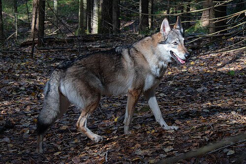 Alimlərdən yeni araşdırma: bəzi it cinslərində canavar DNT-si 40%-ə çatır