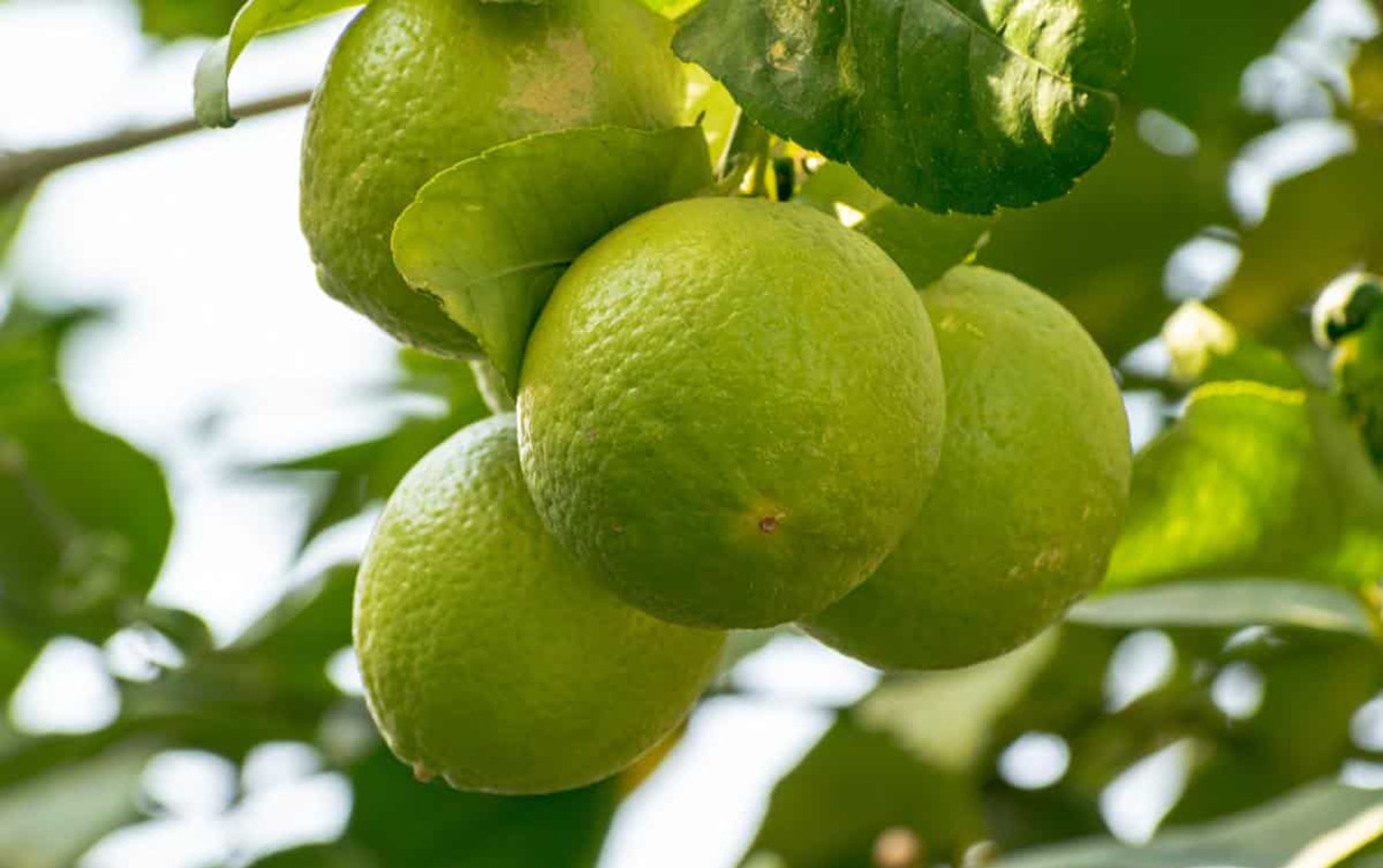 Çay deyil, meyvədir