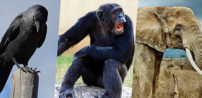 Dünyanın ən ağıllı 10 heyvanı: Onların zəkası bəzən insanı belə üstələyir
