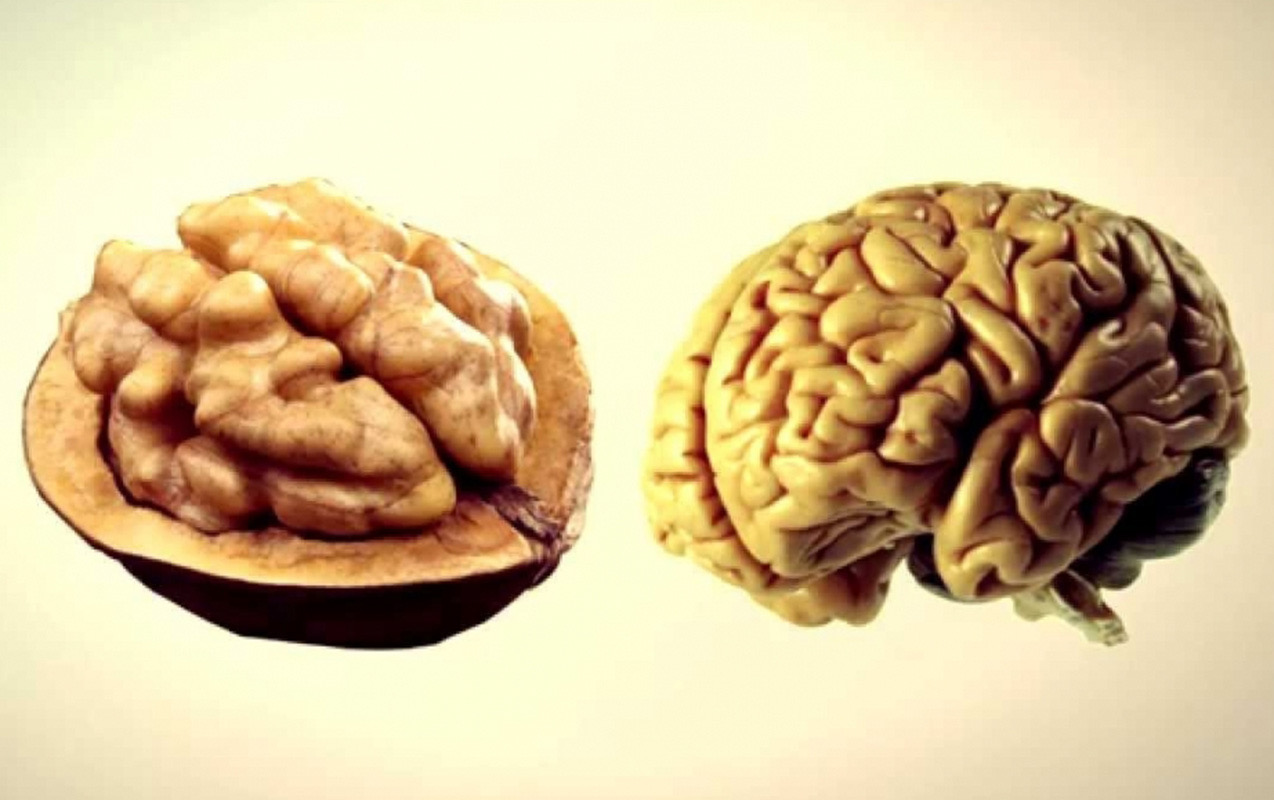 Bu qidalar orqanlarımızın “əkizi”dir