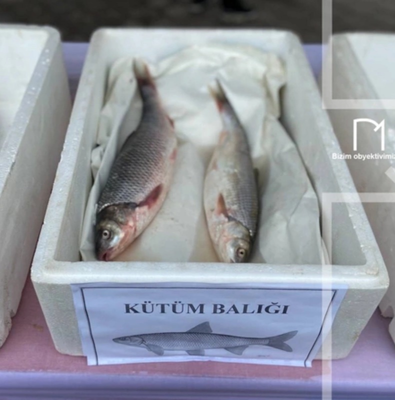 Xəzərin nadir balığı azalır - Vacib addımlar atılacaq