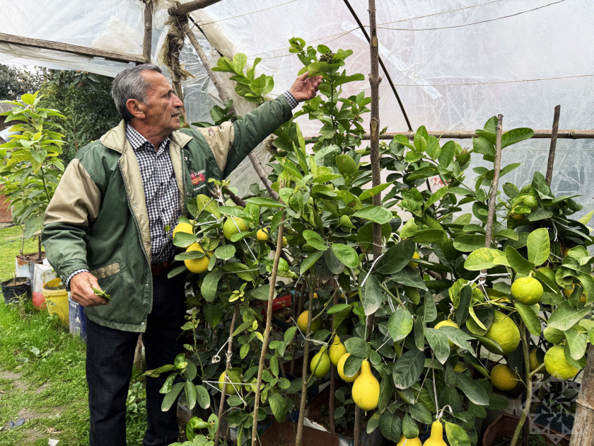 Cənubda yeni sitrus – armudvari limon yetişdirilir