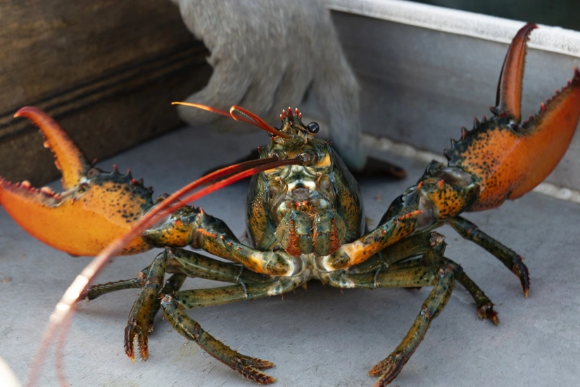 Böyük Britaniya canlı xərçənglərin qaynadılmasını qadağan edəcək