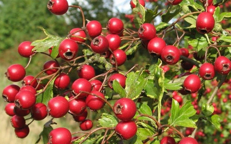 Bu giləmeyvənin çayı möcüzədir