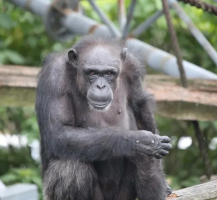 Dünyanın ən məşhur şimpanzesi öldü