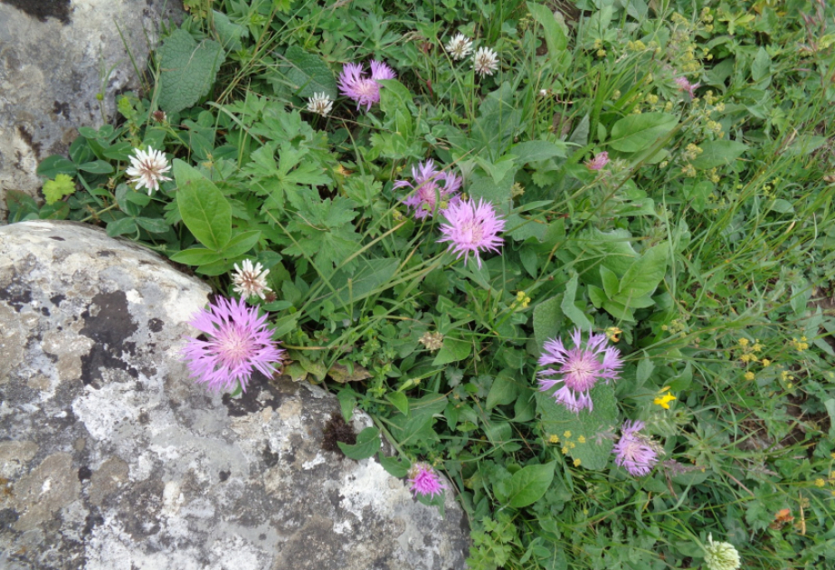 Azərbaycan florasında endemik bitkilərin vəziyyəti elmi əsaslarla tədqiq edilir