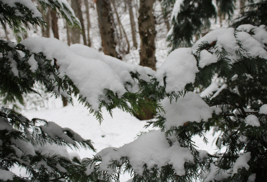 Sabah axşam yağıntılar tədricən kəsiləcək 