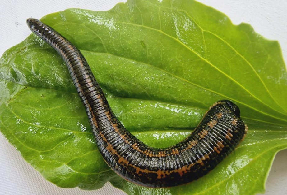 Bioloq-alim: Azərbaycanda zəliçilik təsərrüfatları və biofabriklərin yaradılmasına ehtiyac var