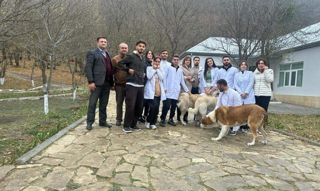 ADAU əməkdaşları qonur ayıların peyvəndlənməsi prosesində iştirak edib - FOTO