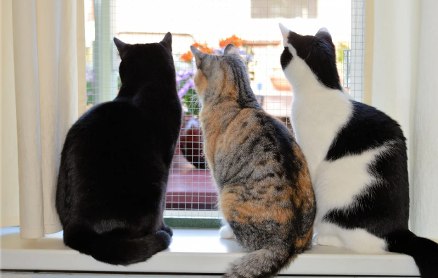 Pişiklər öz sahiblərini uzun müddət yadda saxlaya bilir 