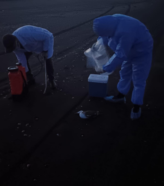 AQTA: Bakı-Abşeron və Sumqayıtda quş cəsədləri nümunələrində xüsusi xəstəlik aşkarlanmayıb