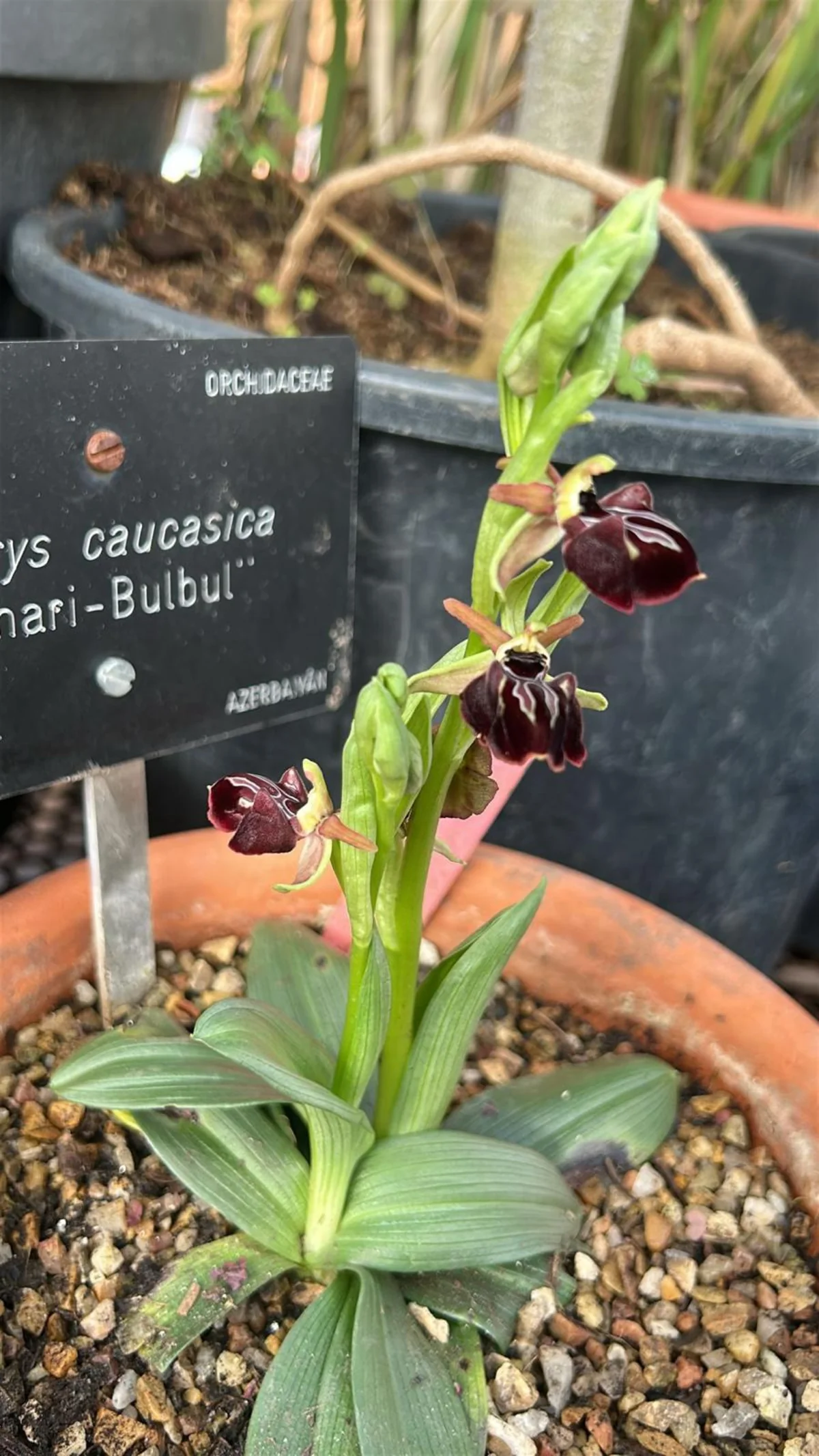 Madriddəki Kral Nəbatət bağında Xarıbülbül çiçək açıb