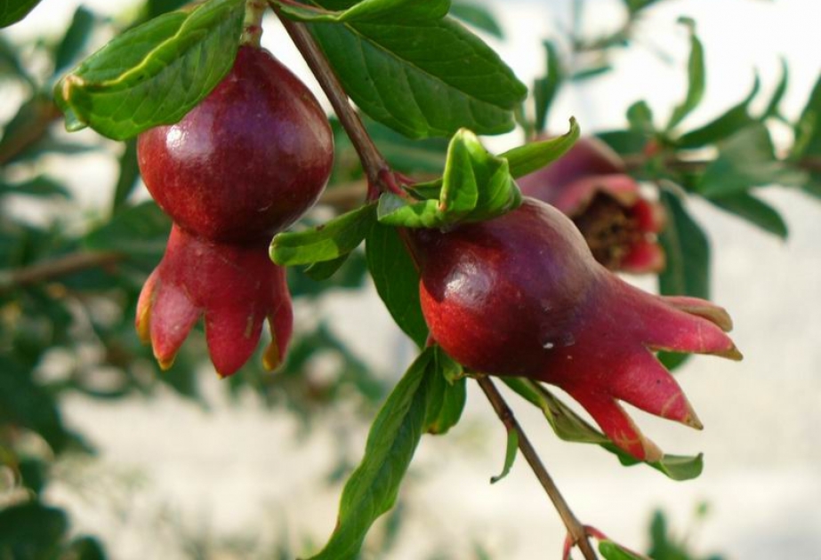 Nar yarpaqlarında sinirləri və ürəyi qoruyan maddə aşkar edilib