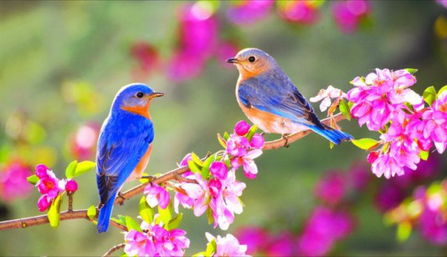 Yazın ilk ayında havalar necə olacaq? - PROQNOZ