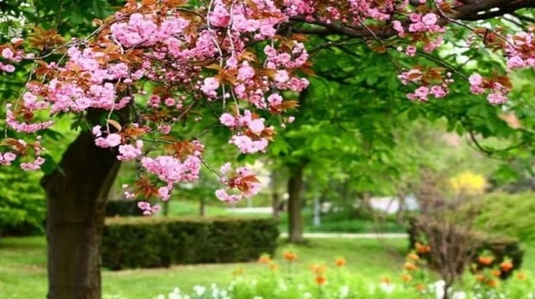 Bayram və istirahət günlərinin hava proqnozu 