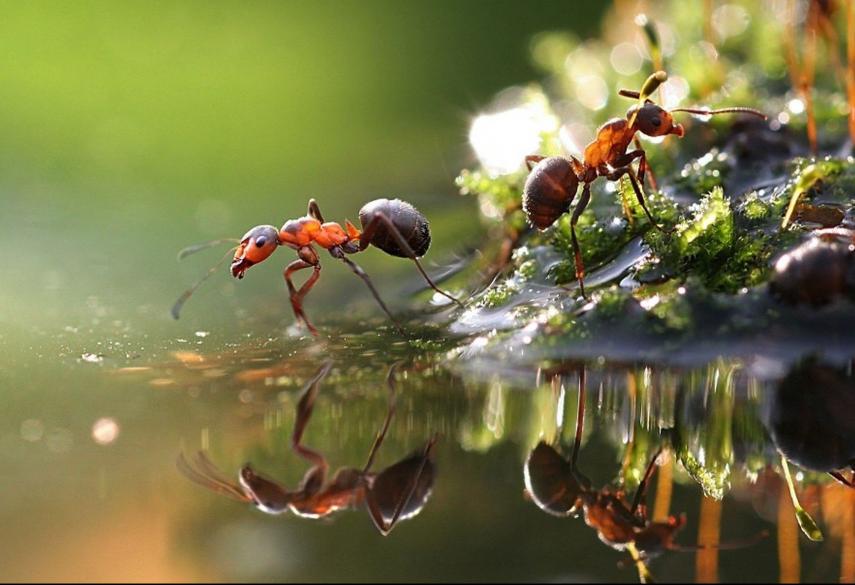 Qarışqaların “Ay kompası” kəşf edildi