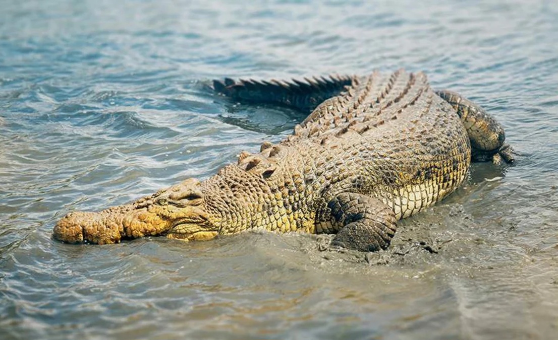 Yeni timsah növü kəşf edilib