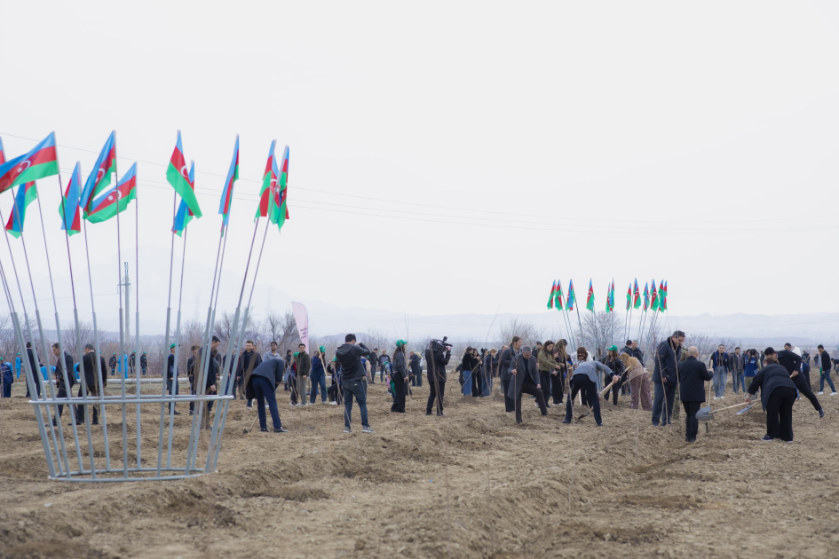 Naxçıvanda meşəsalma layihəsi: 6 min 500 ədəd tut və aylant tingi əkilib