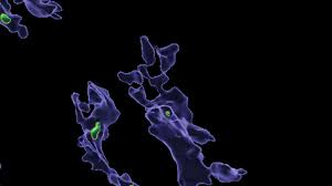 Alimlərdən mikroplastiklə bağlı yeni tədqiqat: İmmun sisteminə zərər vururmuş