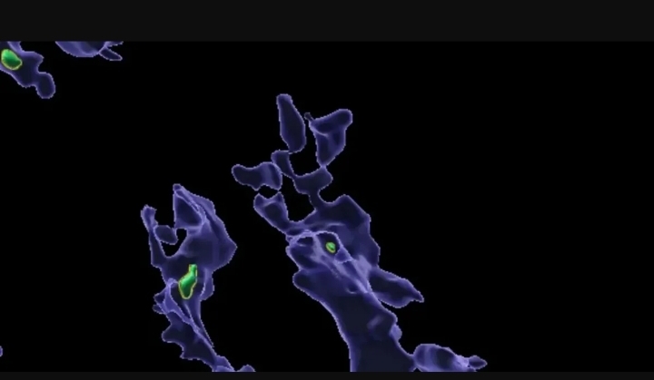 Alimlərdən mikroplastiklə bağlı YENİ TƏDQİQAT