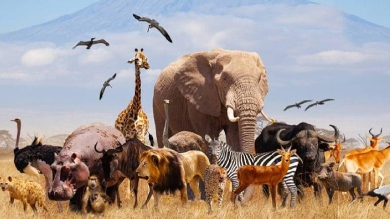 10 min heyvan dondurularaq xüsusi anbarda saxlanılacaq