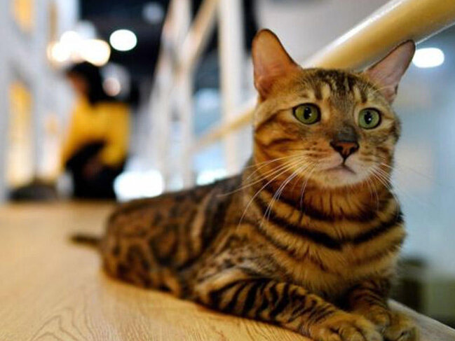 Pişiklər bizim görmədiyimiz nəyi görür?